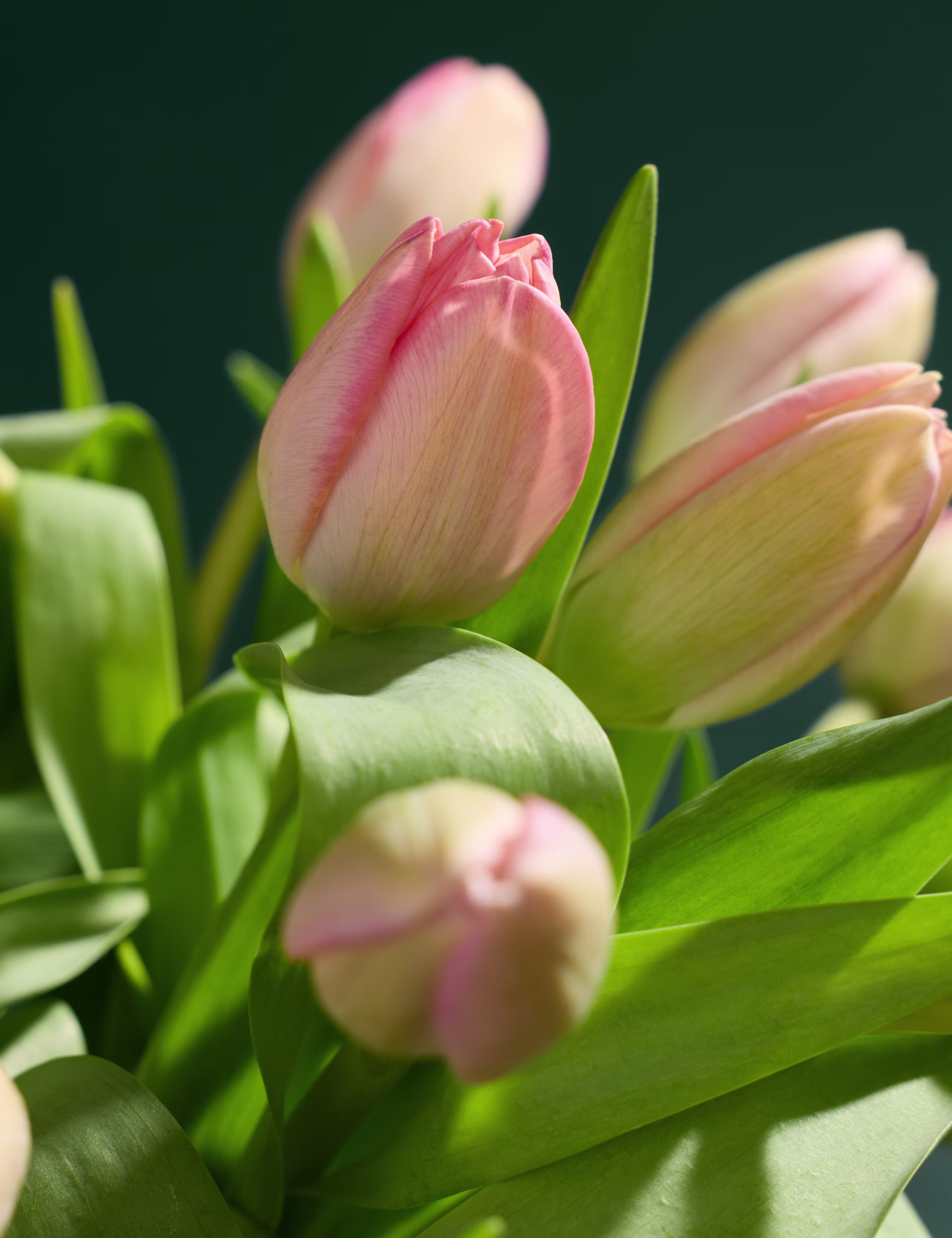 Pembe Lale Bolluğu Buketi